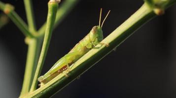 a grasshopper perched on a green plant branch photo