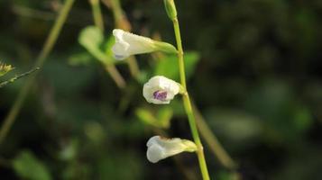 three petals of wild flower in the meadow photo