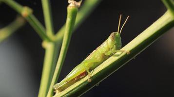 a grasshopper perched on a green plant branch photo