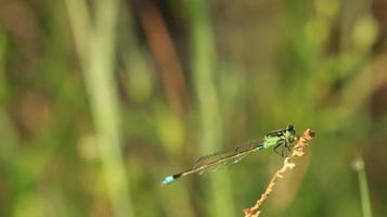 a dragonfly on the branch photo