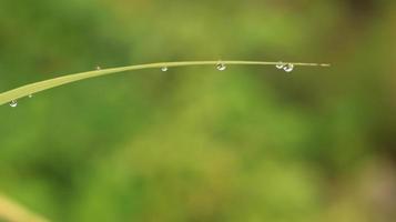 gotas de rocío de hojas de hierba foto