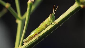 a grasshopper perched on a green plant branch photo