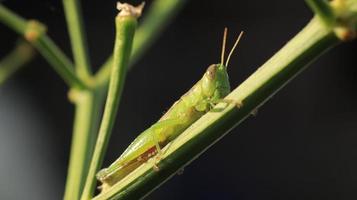 a grasshopper perched on a green plant branch photo