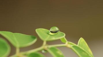 dew drops on leaf petals photo