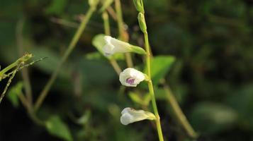 three petals of wild flower in the meadow photo