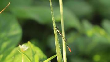 a dragonfly on the branch photo