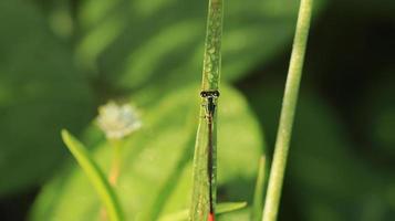 the little dragonfly on the grass photo