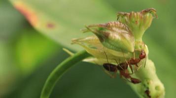 hormigas salvajes arrastrándose en las vides foto