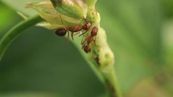 wild ants crawling on the vines photo