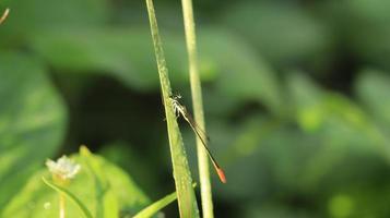 a dragonfly on the grass photo