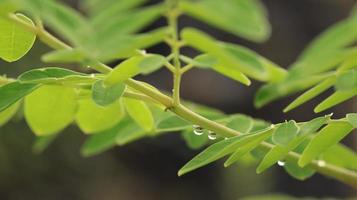 dew drops on leaf petals photo