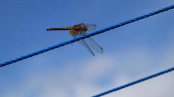 an orange dragonfly on the blue rope photo