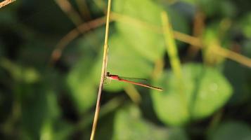 the little dragonfly on the branch photo