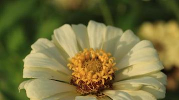 the white zinnia's flower photo