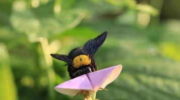 beetles help pollinate flower buds photo