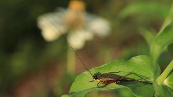 crickets perched on leaves photo