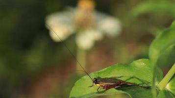 crickets perched on leaves photo