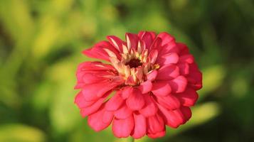 zinnia en el jardín de flores foto