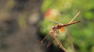 a dragonfly on the branch photo