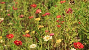 el jardín de zinnia con todos los colores diferentes de flor foto