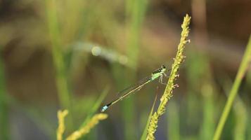 a dragonfly on the branch photo