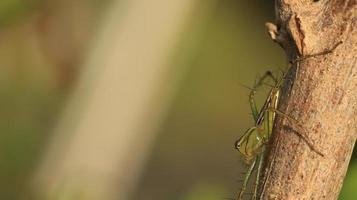 an insect on the dry branch photo