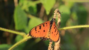 the butterfly on the dry branch photo