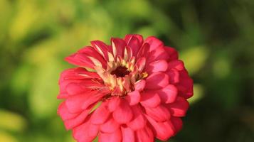 the pink zinnia flower on the meadow photo