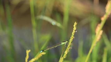 a dragonfly on the flower grass in the meadow photo