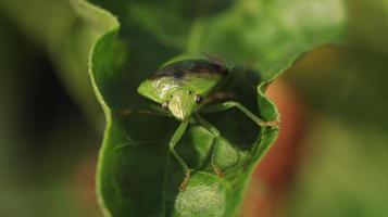 an insect on the leaf photo