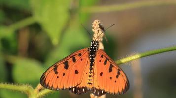 una mariposa en la rama de la flor foto