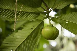 fruta de manzana elefante verde en el árbol foto