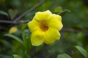 Beautiful Blossom Yellow allamanda cathartica Flower in the Garden tree photo