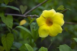 Beautiful Blossom Yellow allamanda cathartica Flower in the Garden tree photo