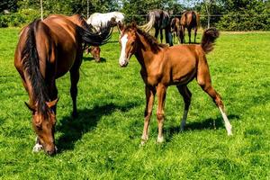 manada de caballos de élite pasta en el césped cerca del bosque foto