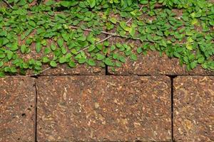 Background old wall and ivy leaves photo