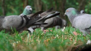 vue à angle bas des pigeons mangent du pain ou de la nourriture sur l'herbe. gros plan pigeon de course de vitesse dans le parc video