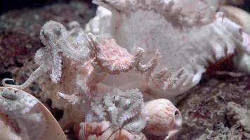 Close up of octopus vulgaris on the murex shell.