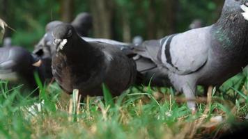 vue à angle bas des pigeons mangent du pain ou de la nourriture sur l'herbe. gros plan pigeon de course de vitesse dans le parc video