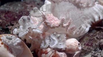 Close up of octopus vulgaris on the murex shell. video