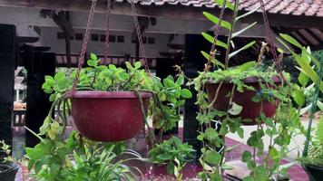 Footage of flowers on hanging pots as home garden decoration video