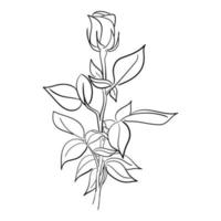 hand drawn line art rose flower vector illustration