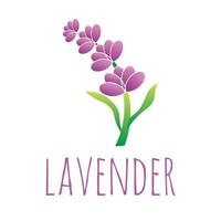 purple lavender flower vector illustration