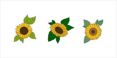 tres girasoles con hojas sobre fondo blanco vector