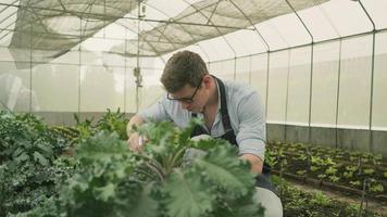 een mannelijke boer plantage onderhoud met snoeischaar in cultiveren kas. een tuinman die gelukkig werkt in de groenteteelt, landbouwkwekerijgewassen en verse biologische groene natuurlijke producten. video