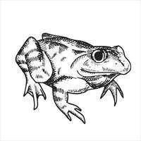 vector black and white drawing in vintage style. frog, toad. frog isolated on white background. element of halloween, witchcraft, magic.