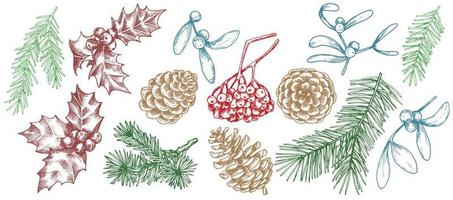 vector drawing. set of christmas plants, vintage style illustration, sketch, graphic. spruce branches, cones, mistletoe, berries, holly
