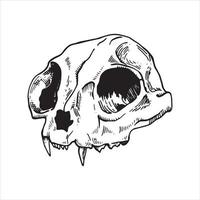 dibujo vectorial en blanco y negro en estilo antiguo. cráneo de gato cráneo animal aislado sobre fondo blanco. elemento de halloween, brujería, magia. vector