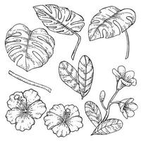 dibujo vectorial de ilustración de stock. gráfico de dibujo a mano de hojas y flores tropicales. hibisco, hojas de monstera, plumeria vector