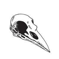 Vector illustration in vintage style, line drawing. Bird Skull Isolated On White Background. skull of a raven. Witchcraft esoteric rite concept symbol. Witch gothic item.